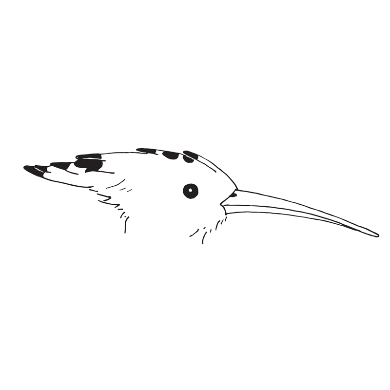 Hoopoe © Anne-Margreet Niemeijer